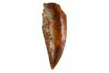 Serrated, Raptor Tooth - Real Dinosaur Tooth #144640-1